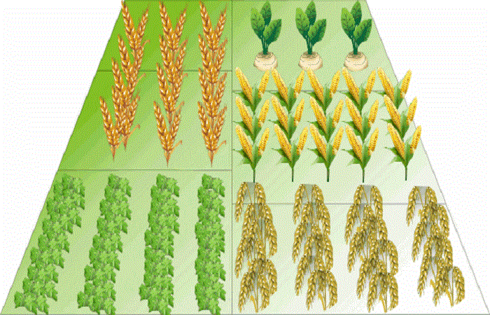 rotatividade de campo 