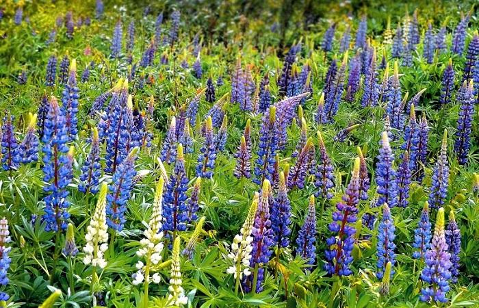 lumalagong lupin 