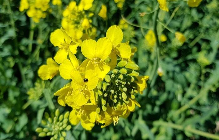 Mücke auf einer Blume 