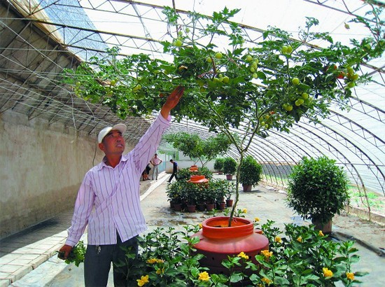 Italian tomato tree