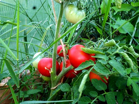 Alpatiev rajče v zahradě