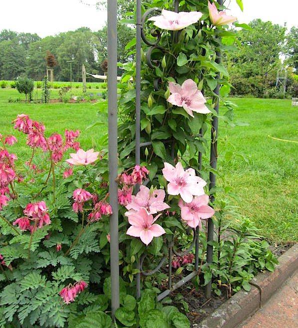 Containers with clematis Pink Fantasy