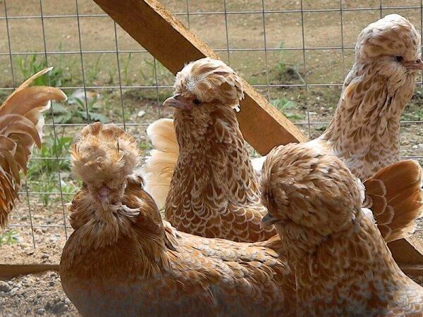 paduan chickens