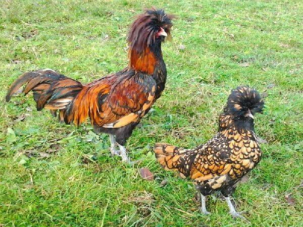 paduan chickens