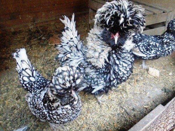 paduan chickens