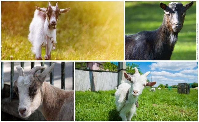 A forma mais perigosa de patologia para animais jovens é a forma aguda de patologia causada pela migração de larvas.