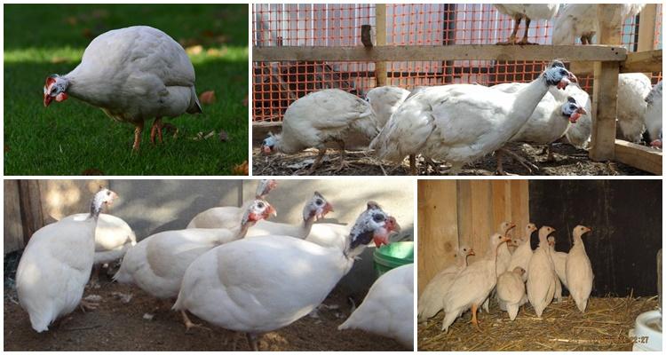 puting guinea fowl