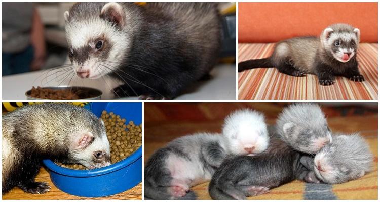 nourrir un furet