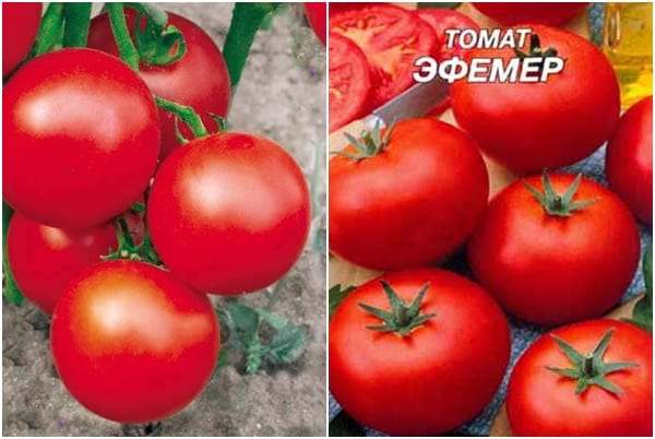 Graines de tomates éphémères