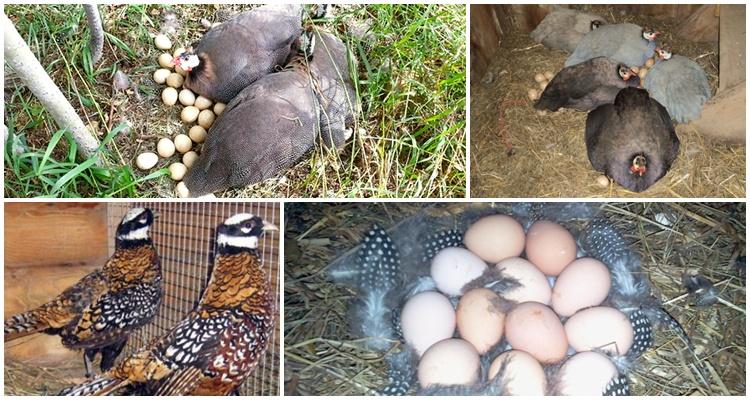 banyak ayam guinea