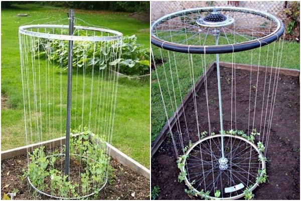 Trellis made from bicycle wheels