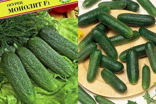 fajta Cucumber Monolith