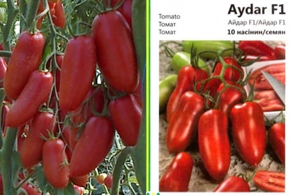 semena rajčat aidar
