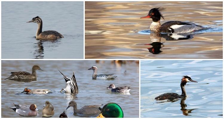 Ente mit einem Büschel und einem spitzen Schnabel