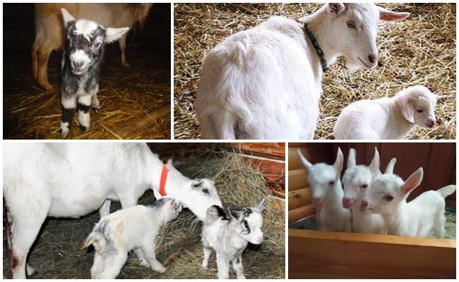 goat and kids