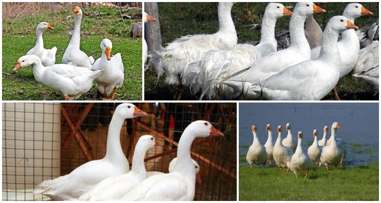 Hungarian geese