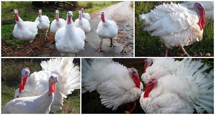 raising turkeys