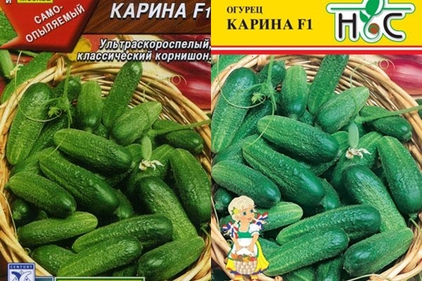 краставац карина