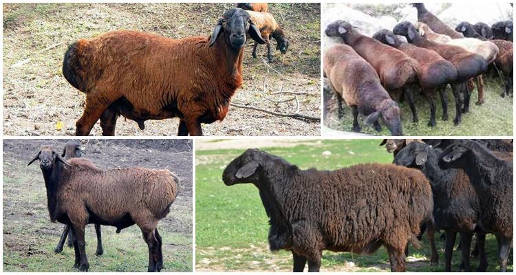 Description and characteristics of Gissar breed rams, their advantages and disadvantages