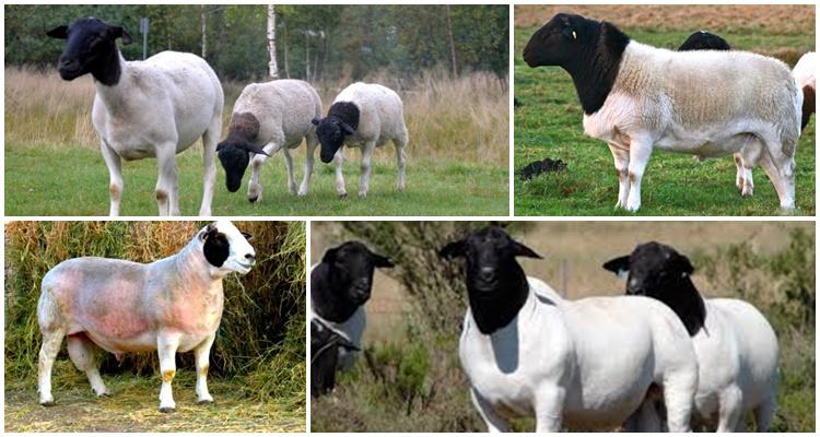 Dorper sheep breed