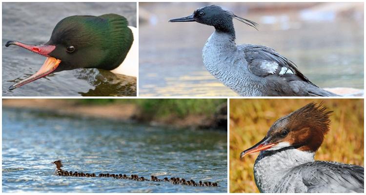 Merganser-Ente