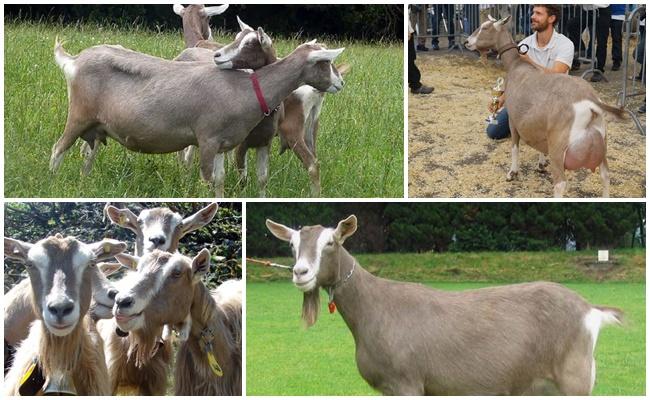 Toggenburg kambing