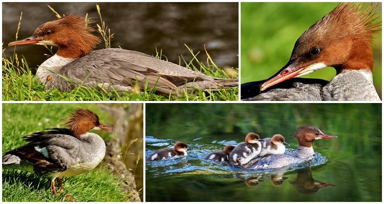 merganser raca