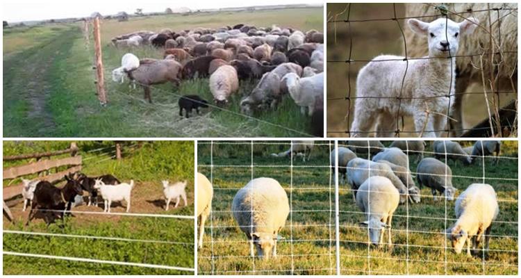 elektrický ovčák pro ovce
