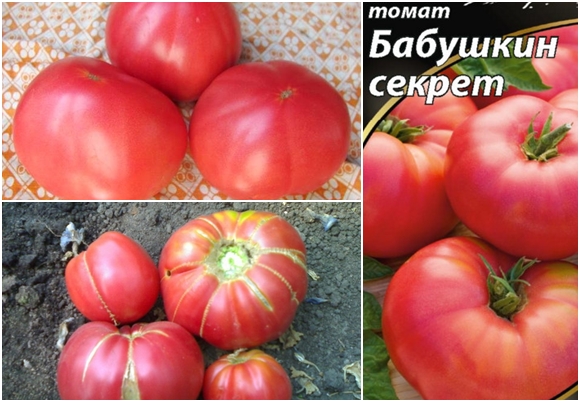 appearance of tomato grandma's secret