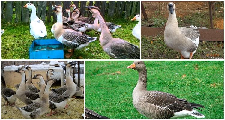 Kuban geese