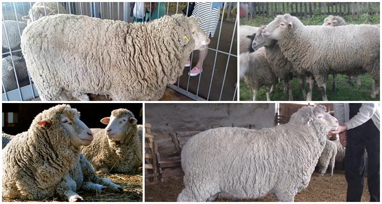 prekos sheep breed