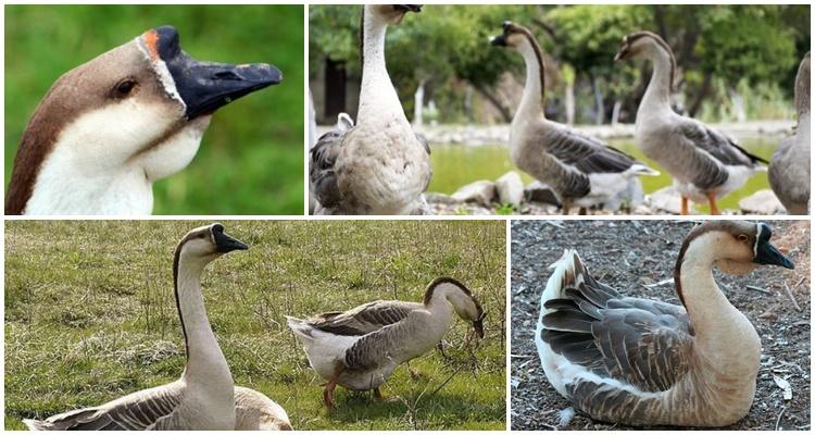 Chinese geese