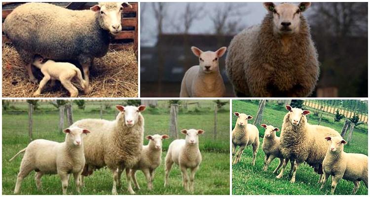 prekos sheep breed