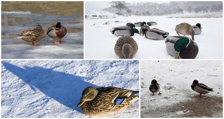 hivernage des canards