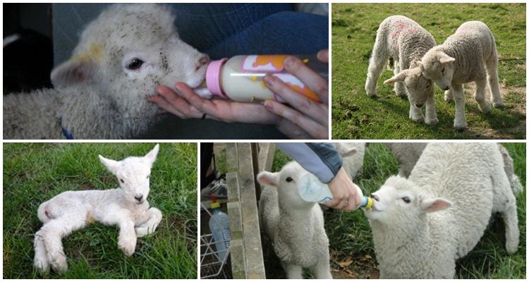 hoe je een lam water geeft zonder schaap