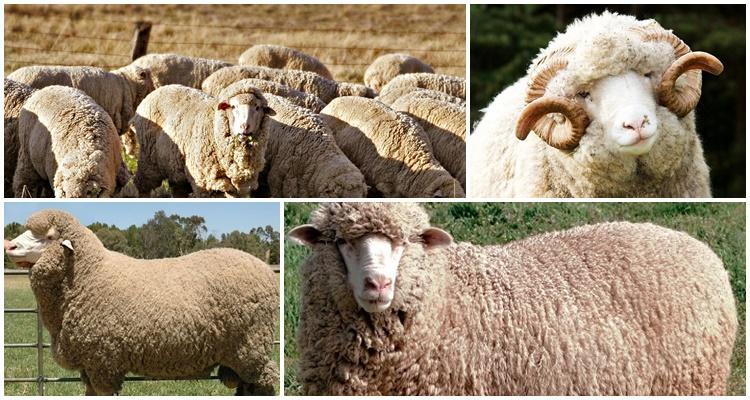 Merino sheep