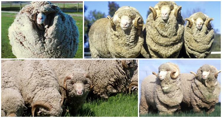 Merino sheep