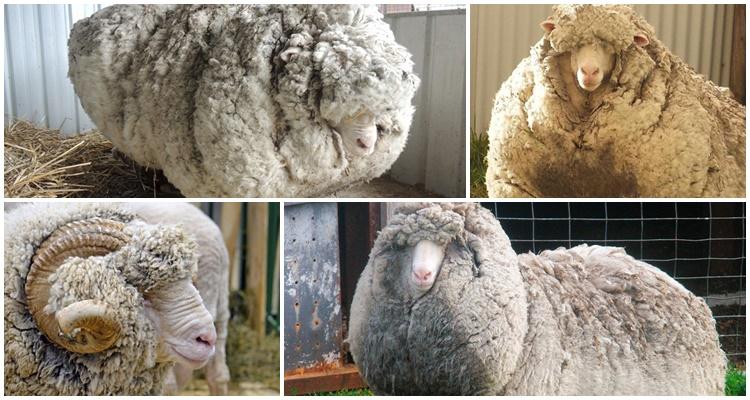 Suffolk maso a vlna ovce