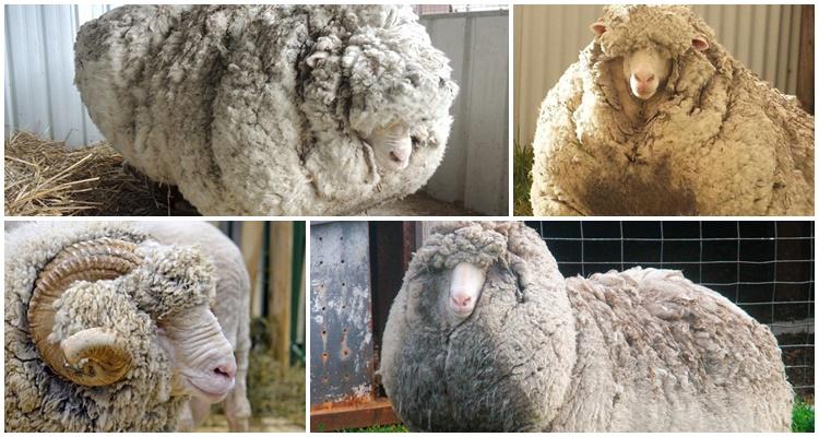 breed of fine wool sheep