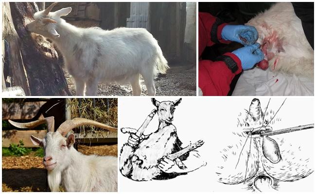 goat castration