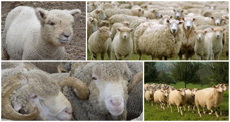 masná plemena ovcí