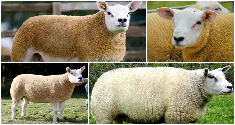 Texel sheep breed