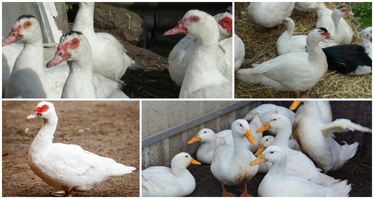 pato indiano francês branco