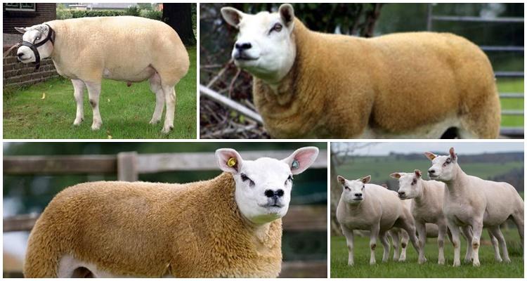 • lambs grow quickly, but after 3 months they lose a lot of weight.