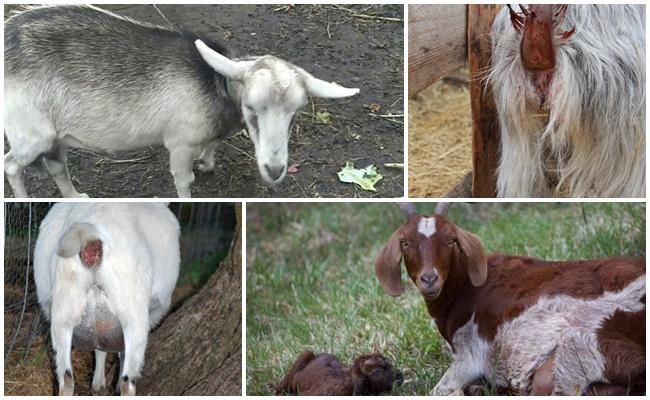 Ausfluss bei einer Ziege nach dem Lammen bei einer Ziege