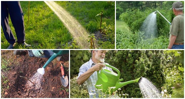 watering blackberries