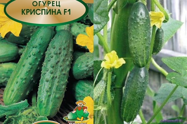 Crispina cucumber f1