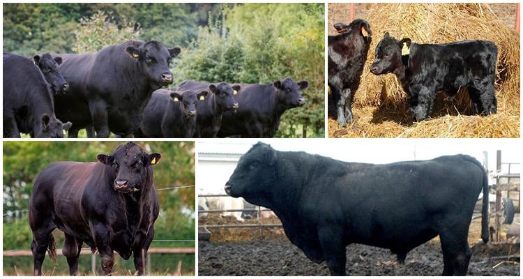 Pasmina Aberdeen Angus