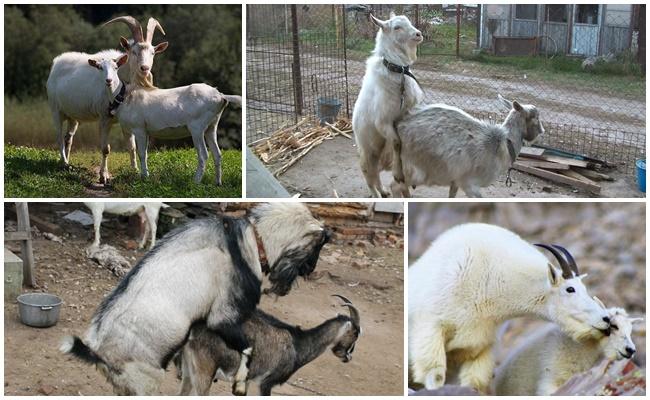 cabras acasalando