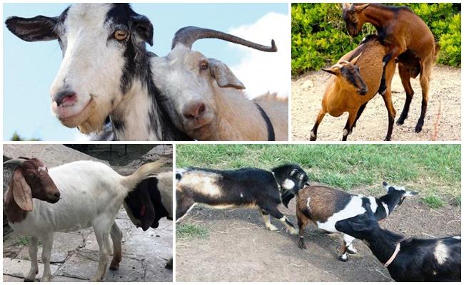 goats mating